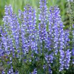 Salvia &ldquo;Azure Snow&rdquo; has violet-blue blooms that attract both butterflies and hummingbirds. (Proven Winners photo)