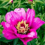 &ldquo;Morning Lilac&rdquo; flowers are a blend of pink and fuchsia that get darker toward the center. (Doreen Wynja for Monrovia)