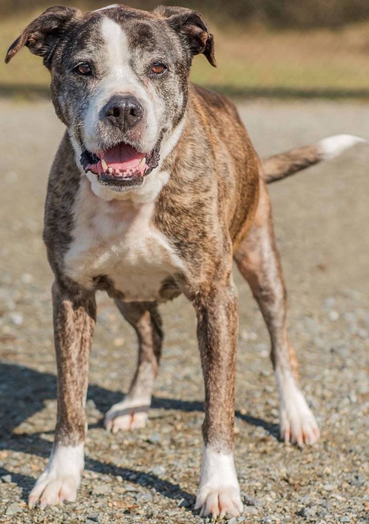 Shilo is a very sweet senior in need of new home. Her previous owner passed away and she is a little lost. She has quickly become a volunteer favorite as she is wonderful on walks and loves belly rubs! Her ideal home would be where someone is home most of the time and she is the only pet as she does not want to share you with any other animals! Shilo does OK with other dogs but does not enjoy them being in her space. Before adopting please make sure you are financially stable to care for Shilo in her golden years as senior dogs do need special care and a watchful eye over their health. Come meet this wonderful girl today and be her forever home! (Curt Story/Everett Animal Shelter)