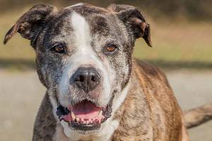 A few good dogs at Everett Animal Shelter need a few good homes