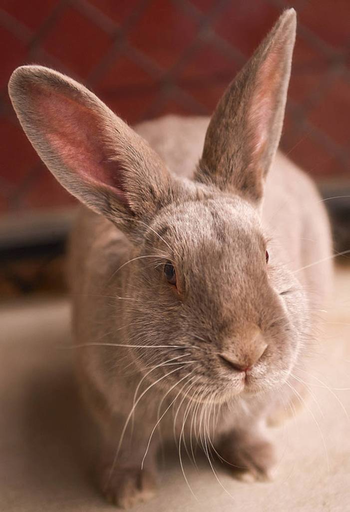 Solo is a very sweet and cuddly young man. He gets along with almost everyone. He will need a nice space to jump around for exercise and play. He may be the perfect addition to your family. Come meet and greet this fluffy boy. (Curt Story/Everett Animal Shelter)
