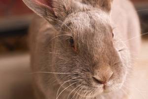 Three bunnies, two dogs up for adoption at Everett shelter