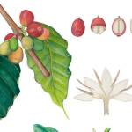 At the U.S. Botanic Garden, a young painter practices the art of observing