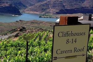 Ancient Lakes fascinates as young Washington wine region