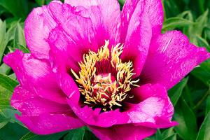 Plant of Merit: Itoh peony or ‘Morning Lilac’