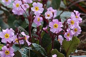 Great Plant Pick: Primula ‘Guinevere’ aka Guinevere primrose