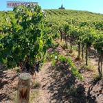 Yakima Valley remains the cradle of Washington wine