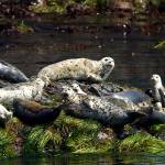 Harbor seals watch a tour boat cruise by as they lounge off the southern coast of Lopez Island in June 2003. The San Juan Island National Monument, which protects federal lands on the islands, could be reviewed for possible changes under an executive order that President Trump is expected to sign today. (Chris Goodenow / Herald file photo)