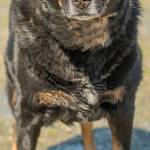 Hannah is looking for a home with no other animals. She does not like to share her home with other animals but should be OK out on walks, hikes or any other outdoor activity as long as she is properly supervised. She will not be able to go to dog parks. She has never lived with kids but should do OK with dog savvy kids over 10 years old. She loves to cuddle with her people and knows a few commands. (Curt Story/Everett Animal Shelter)