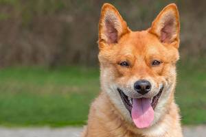 Pair of pooches ready for adoption from Everett Animal Shelter