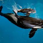 Orca Takara helps guide her newborn to the water&rsquo;s surface at SeaWorld San Antonio on Wednesday. (Chris Gotshall/SeaWorld Parks & Entertainment via AP)
