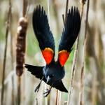 A red-winged blackbird flies through the Edmonds Marsh on Wednesday, April 26. The 23-acre saltwater estuary is home to over 200 species of birds. (Ian Terry / The Herald)