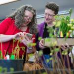 Phyllis Davie, left, and Cindy Clinton laugh over the risqué names for the Black Scallop during a plant sale at the Center for Urban Horticulture on Sunday, April 9, 2017 in Seattle, Wa. (Andy Bronson / The Herald)