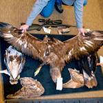 A Nevada game warden displays the carcasses and wings of two golden eagles and a hawk seized from an Arizona man accused of killing an eagle and illegally possessing raptor parts. (Joe Doucette/Nevada Department of Wildlife via AP, File)