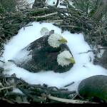 The two bald eagles protect their eggs at the National Arboretum in Washington during a spring snowstorm. (Dan Rauch)