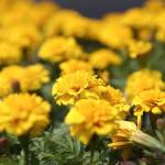 It&rsquo;s time to make the most of annuals, like marigolds. (Just keep your Sluggo handy because slugs love marigolds.) (Abel Uribe / Chicago Tribune)