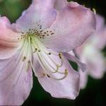 Royal azaleas have saucer-shaped pink blooms speckled with reddish brown on their upper petal. (Richie Steffen photo)