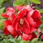 Chaenomeles japonica &ldquo;Texas Scarlet&rdquo; is one of the first shrubs to bloom in the spring. (Richard Shiell for Monrovia)
