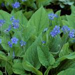 Creeping forget-me-not makes a great groundcover under rhododendrons and other shallow-rooted shrubs and trees. (Richie Steffen photo)