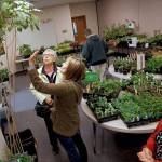 Chris Stay, center, talks with Judy Bracik as they examine a Harlequin Garybower tree as they look for the perfect plant at a plant sale last year at Trinity Lutheran Church in Lynnwood. At right is Maggie Medearis. (Andy Bronson / Herald file)