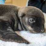 A day-old California sea lion pup rests at the Animal Care Center at SeaWorld San Diego on Thursday. The park is caring for the sea lion pup that was unexpectedly born to a sick mother. (Mike Aguilera / SeaWorld San Diego via AP)