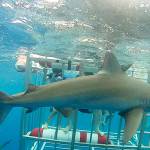 On a family vacation in Hawaii last summer, J.T. Fisher and his dad were among a group of people who were lowered into a shark cage to get a close-up look at sharks. This Galapagos shark was one of about a dozen that they saw. (Fisher family photo)