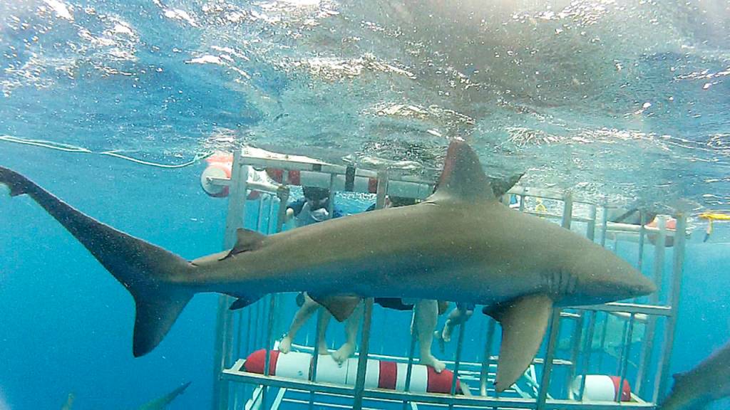 On a family vacation in Hawaii last summer, J.T. Fisher and his dad were among a group of people who were lowered into a shark cage to get a close-up look at sharks. This Galapagos shark was one of about a dozen that they saw. (Fisher family photo)