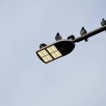 New LED luminaires offer whiter light for drivers and lower utility bills for the state. But the pigeons don&rsquo;t seem to notice any difference. This luminaire, installed in 2013 near Olympia, is similar to new lights recently installed along Snohomish County highways. (WSDOT photo)