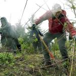 Lt. Cmdr. Jacob Reed, assigned to Naval Station Everett Afloat Training Group, removes wild blackberries at Union Slough to make room for native plants during an April 19 Earth Day event. (U.S. Navy photo by Mass Communication Specialist 3rd Class Joseph Montemarano)