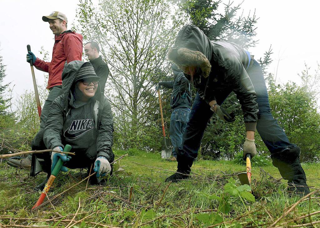 Lina Cruz (left), a Naval Station Everett legal assistant, and Nyisha Jackson, Everett Navy Lodge general manager, remove wild blackberries at Union Slough to make room for native plants during an April 19 Earth Day event. (U.S. Navy photo by Mass Communication Specialist 3rd Class Joseph Montemarano)