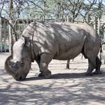 In this 2009 photo, Sudan, a northern white rhino, arrives at the Ol Pejeta Conservancy in Kenya. (AP Photo/Riccardo Gangale, File)