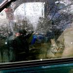 One of the cats looks out from the car. (Warrenton Police Department)