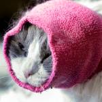 A cat named Andy wears a head covering to help keep him calm during a grooming at City Kitty in Edmonds. (Ian Terry / The Herald)