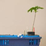 A California buckeye (aesculus californica) sits in a basket during a plant sale at the Center for Urban Horticulture on Sunday, April 9, 2017 in Seattle, Wa. (Andy Bronson / The Herald)