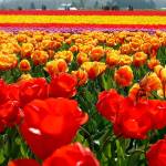 In this photo from 2015, the tulips were already in full bloom at RoozenGaarde in Mount Vernon in March. This spring, the tulips are a just bit late. (Mark Mulligan / Herald file)