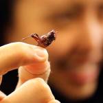 Toasted grasshoppers are a new treat available at Safeco Field during Mariners games. (Kevin Clark / The Herald)