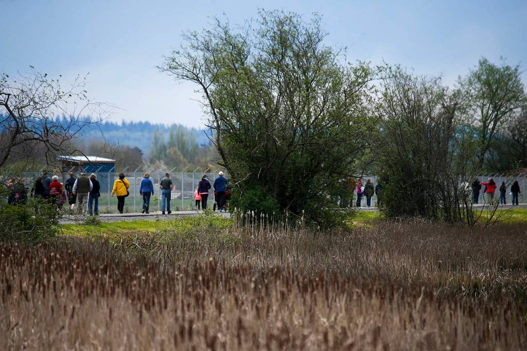 Walkers line the new Qwuloolt Waterfront Trail in Marysville on Saturday, April 22. (Ian Terry / The Herald)
