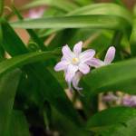 A Pink Giant blooms during a plant sale at the Center for Urban Horticulture on Sunday, April 9, 2017 in Seattle, Wa. (Andy Bronson / The Herald)
