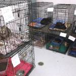 These are some of the cats that were rescued from a vehicle. (Warrenton Police Department)