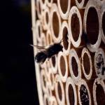 A mason bee enters a bamboo tube in preparation for making its nest. (Thinkstock)