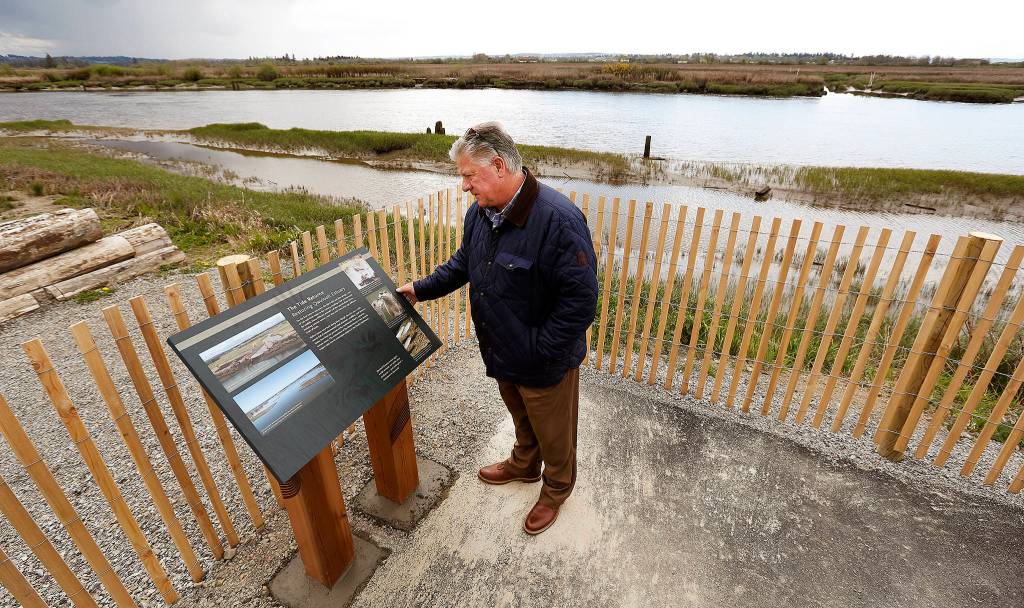 Jim Ballew, Marysville&rsquo;s parks and recreation director, looks at a sign on the new Qwuloolt Waterfront Trail on April 18 in Marysville. The trail runs from Ebey Waterfront Park to the Qwuloolt Estuary. (Andy Bronson / The Herald)