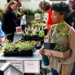 A good number of plant lovers turned out at Everett Community College&rsquo;s annual plant swap, an Earth Day event at Whitehorse Hall, on April 18. (Dan Bates / The Herald)