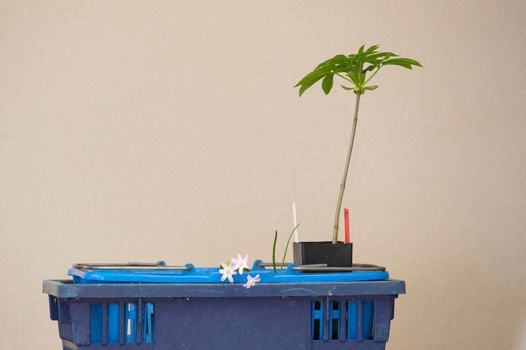 A California buckeye (aesculus californica) sits in a basket during a plant sale at the Center for Urban Horticulture on April 9 in Seattle. (Andy Bronson / The Herald)