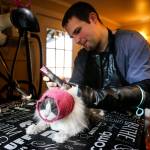 Kitty City owner John Schwartz trims Andy the cat at his cat salon in Edmonds on Feb. 1. (Ian Terry / The Herald)