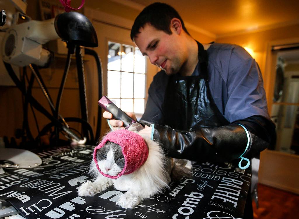 Kitty City owner John Schwartz trims Andy the cat at his cat salon in Edmonds on Feb. 1. (Ian Terry / The Herald)