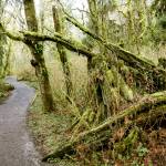 The 2.3-mile Meadowdale Beach Park trail in Edmonds features a stream, seasonal access to a beach and a variety of birds. (Kevin Clark / The Herald)