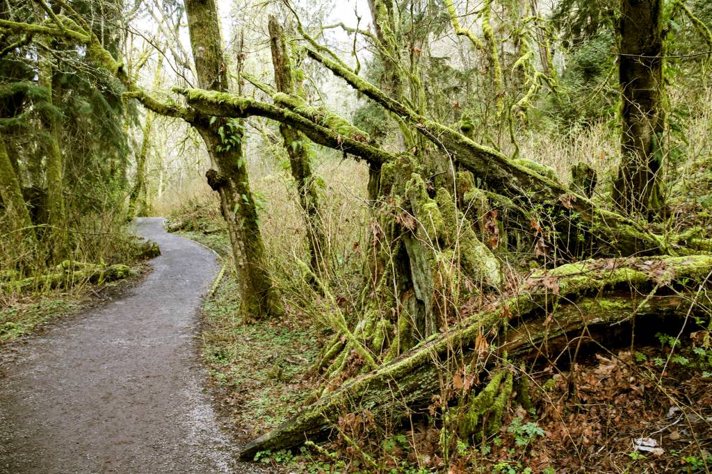 The 2.3-mile Meadowdale Beach Park trail in Edmonds features a stream, seasonal access to a beach and a variety of birds. (Kevin Clark / The Herald)