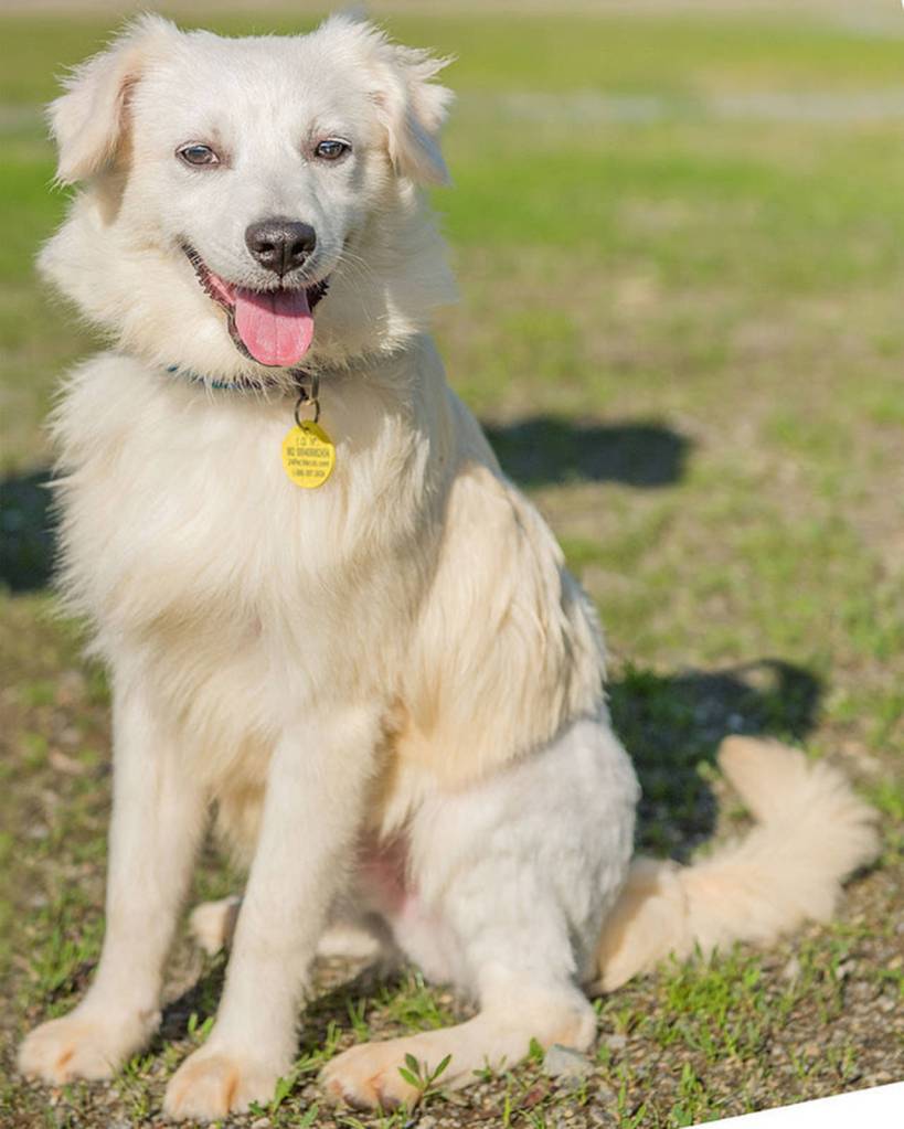 Ripley is a very under socialized puppy. He will need a home with lots of patience and positive reinforcement training. He really enjoys the company of other dogs and would benefit from a home with a confident dog. Our volunteers have been working very hard with him and we feel he is ready for the next chapter of life. Ripley is a project but he is going to make a wonderful companion in the right home.