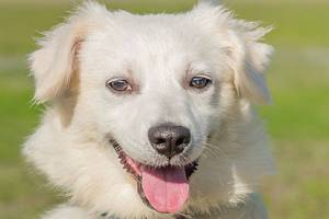 Pup, two tiny dogs ready for adoption at Everett Animal Shelter