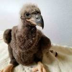 DC4, a baby eaglet, after being rescued from a nest. It appears not to have broken any bones. (Al Cecere / American Eagle Foundation)